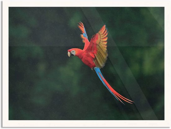 Poster Vliegende Ara Vogel Rechthoek Horizontaal Met Lijst XL (70 X 50 CM) - Witte Lijst - Wanddecoratie - Posters