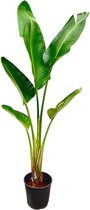 Paradijsvogelplant - Strelitzia Augusta hoogte 210cm potmaat 30cm