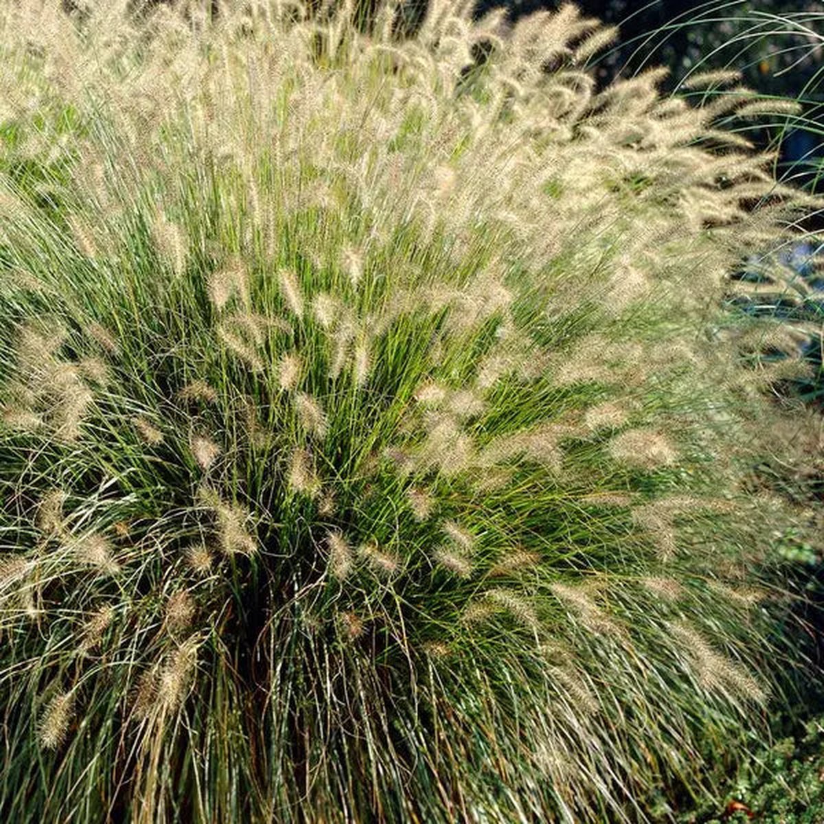 Lampepoetsersgras - Pennisetum alopecuroides Hameln wit hoogte 30cm potmaat 14cm