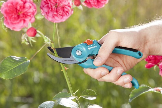 Turquoise Gardena snoeischaar met zwart handvat, gebruikt om een rozenstruik te snoeien.