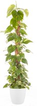 Goed & Groen - Epipremnum Pinnatum (mosstok) (in ELHO Brussels Rond Wit) - Scindapsus - XL -↨ 150cm - Potmaat 27 - Exclusieve Kwaliteit Planten - Kamer Plant - Kamerplanten - Sfeer - Interieur