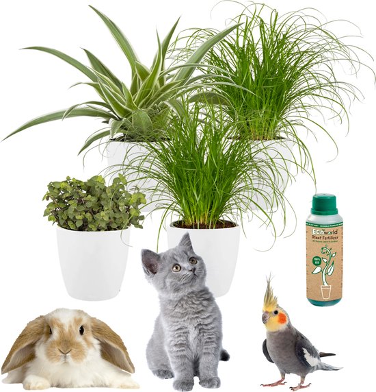 vdvelde.com - Dieren Kamerplant Set - Kattengras Cyperus - Schildpadplant Callisia Repens - Graslelie / Zebragras Chlorophytum Comosum - Ø12 cm - Hoogte 30-40 cm in witte Potten + Kamerplanten voeding