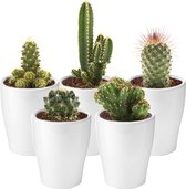 vdvelde.com - Mini Cactussen - 5 stuks - Ø 6 cm - Hoogte 8-15 cm