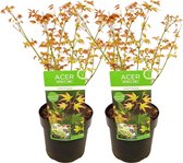 Plante en Boîte - Acer palmatum 'Little Princess' - Set de 2 - Érable du Japon - Esdoorn - Plante de jardin - Pot 19cm - Hauteur 45-55cm