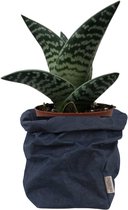 de Zaktus - Aloe Variegata - vetplant - UASHMAMA® paperbag donker blauw - Maat M