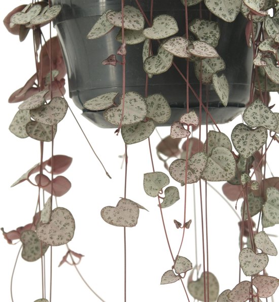 Ceropegia Woodii - ↨50cm - Ø15