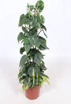 Gatenplant - Philodendron Scandens Brasil hoogte 120cm potmaat 24cm