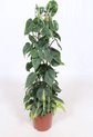 Gatenplant - Philodendron Scandens Brasil hoogte 120cm potmaat 24cm