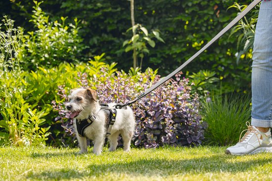 Een klein, wit met bruin gevlekt hondje in een zwart tuigje, zittend in het gras, naast een persoon.