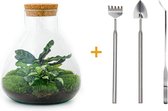 Terrarium - Sammie - ↑ 35 cm - Ecosysteem plant - Kamerplanten - DIY planten terrarium - Mini ecosysteem