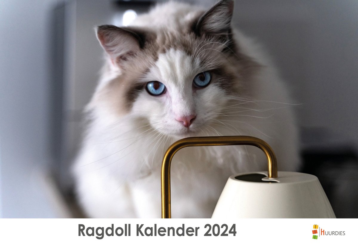 XL 2024 Kalender - Jaarkalender - Ragdoll
