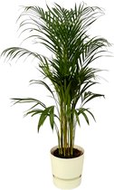 Trendyplants - Areca palm - ↨110cm - Ø21cm inclusief elho Greenville Round wit Ø24cm x ↨23cm