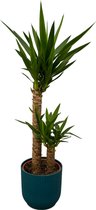 Trendyplants - Yucca - ↨100cm - Ø21cm inclusief elho Vibes Fold Round blauw Ø22cm x ↨20cm