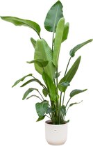 Trendyplants - Strelitzia Nicolai inclusief elho Vibes Fold Round wit - 170 cm - Ø30cm