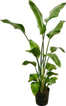 Trendyplants - Strelitzia Nicolai inclusief elho Greenville Round zwart - 170 cm - Ø30cm