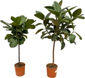 Trendyplants - Ficus Lyrata stam - 130 cm - Ø24cm + Ficus Elastica Robusta op stam - 130 cm - Ø24cm