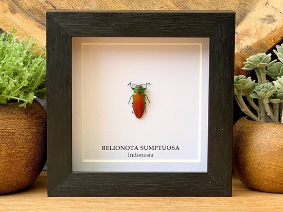 Cadre avec véritable coléoptère "Belionota Sumptuosa" - Taxidermie - Entomologie - mis en place