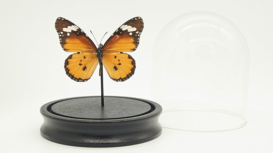 Stolp met echte opgezette vlinder " Danaus Chrysippus " - taxidermie - entomologie
