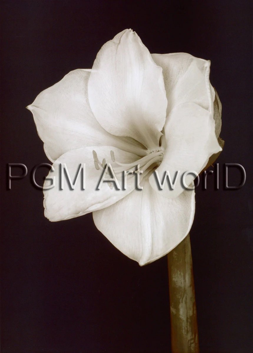 PGM Kunstdruk Prades Fabregat - Bora Bora Flower II 50x70cm Divers