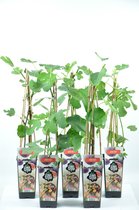 Fruitplanten - Set van 5 - Ficus carica 'Brown Turkey' - Vijg - hoogte 50 cm