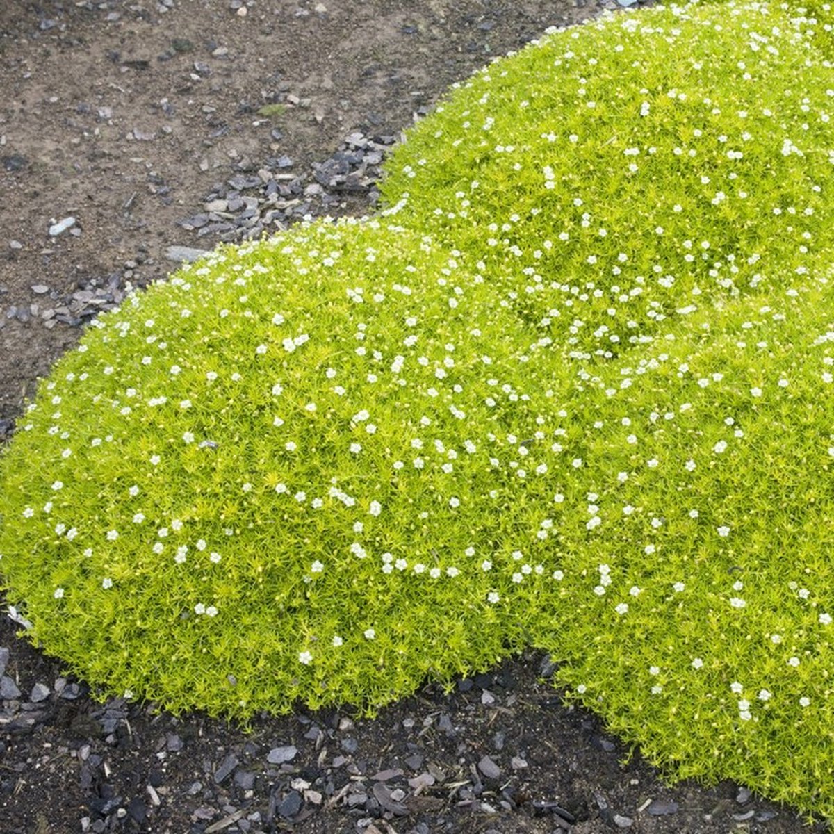 25 x Priemvetmuur of Mos Geel|Groen - Bodembedekker Wintergroen - Sagina subulata Aurea in 9x9cm pot met hoogte 5-10cm