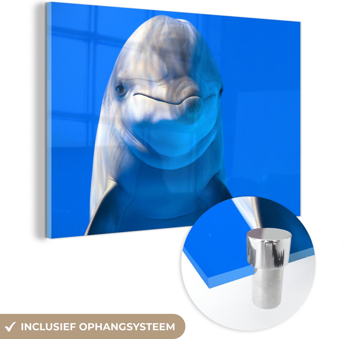 ® Glasschilderij 180x120 cm - Schilderij acrylglas - Dolfijn in een aquarium - Foto op glas - Muurdecoratie woonkamer - Wanddecoratie slaapkamer - Schilderijen