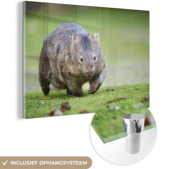 MuchoWow® Glasschilderij 30x20 cm - Schilderij acrylglas - Een wombat speelt op een weide - Foto op glas - Schilderijen