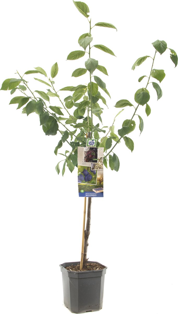 Pruimenboom Prunus domestica Bleue de Belgique - Blauwe pruim