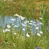 MRS Seeds & Mixtures Stroomdal Bloemmengsel - Inheems Meerjarig – onderhoudsvriendelijk – stimuleert de biodiversiteit – trekt nuttige insecten aan – eenvoudig te zaaien