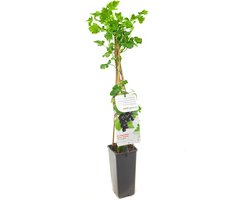Ribes rubrum Jostabes