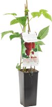 Grote helderrode framboos - Rubus idaeus 'Himbo Top' - frambozenstruik - frambozenplant - hoogte 60 cm - potmaat Ã˜11cm