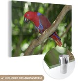 Gracieux perroquet noble sur une brindille en plexiglas nature verte 120x80 cm - Tirage photo sur Glas (décoration murale en plexiglas)