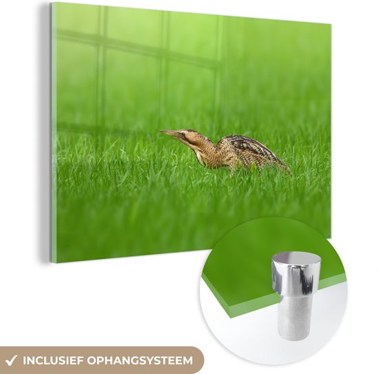 Un butor marche bas dans les prairies Plexiglas 30x20 cm - petit - Tirage photo sur Glas (Décoration murale en plexiglas)