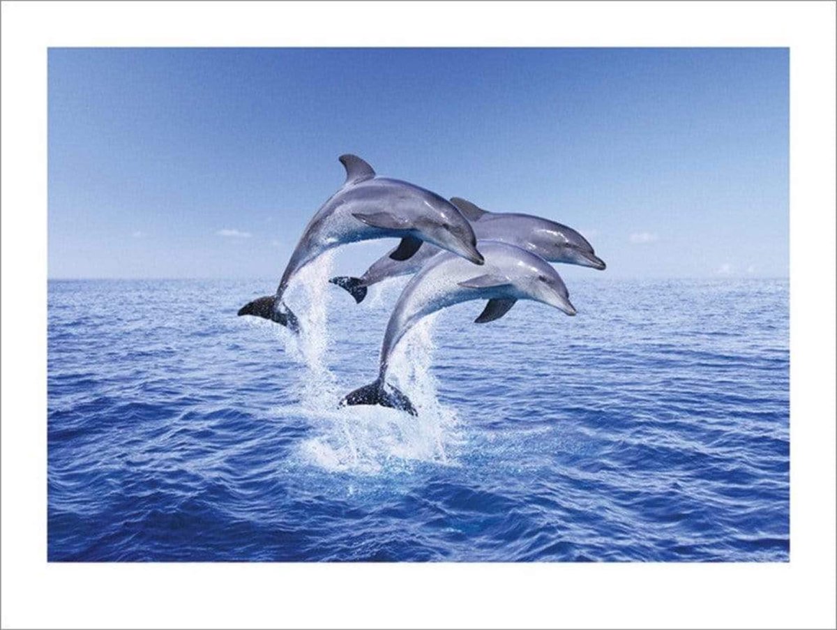 Pyramid Kunstdruk Dolphin Trio 50x40cm Divers