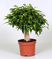 Groene plant – Treurvijg (Ficus Green Kinky) met bloempot – Hoogte: 30 cm – van Botanicly