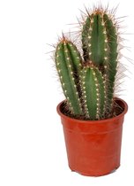 Caripari Cactus (Neocardinasia Herzogiana) met bloempot – Hoogte: 65 cm – van Botanicly