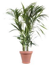 Kentiapalm – Kentiapalm (Howea forsteriana Kentia) met bloempot – Hoogte: 125 cm – van Botanicly