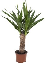 Yucca – Palmlelie (Yucca) met bloempot – Hoogte: 50 cm – van Botanicly