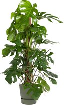 Monstera – Gatenplant (Monstera) met bloempot – Hoogte: 125 cm – van Botanicly