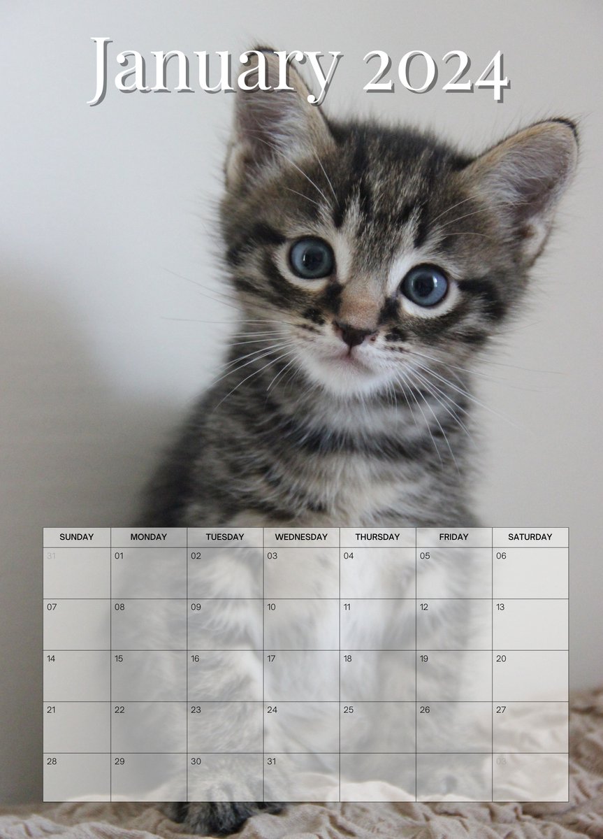 AEYAKA 2026 Kattenwandkalender, kattenfoto's, maandplanner, maandkalender tot A3 openklapbaar, familie- en kantoororganizer, cadeau voor kattenliefhebbers, Duits