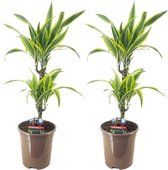 Plant in a Box - Dracaena Deremensis - Lemon Lime - Drakenboom - set van 2 - Pot 17cm - Hoogte 60-70cm