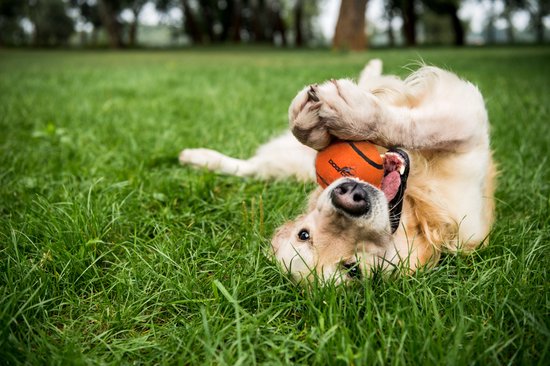 Een speelse golden retriever rolt op zijn rug in het gras, met een oranje bal in zijn mond.