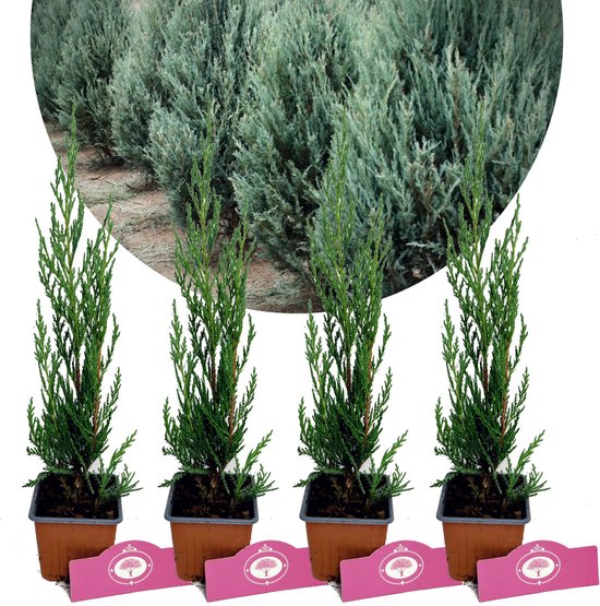 Foto: Set van 4 zilverkleurige coniferen juniperus scopulorum moonglow hoogte 30cm 9cm pot