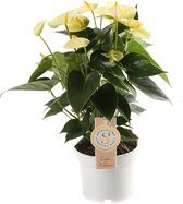 Anthurium Vanilla Yellow Champion (Anthurium Vanilla Yellow Champion) – Hoogte: 40 cm – Binnenbloeiende plant van Botanicly