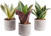 Botanicly — Trio Sanseveria in trendy keramiek (3 planten, 15cm)
