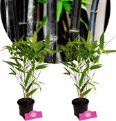 Set van 2 Zwarte Bamboe - Phyllostachys nigra - Hoogte 40cm - 9cm pot