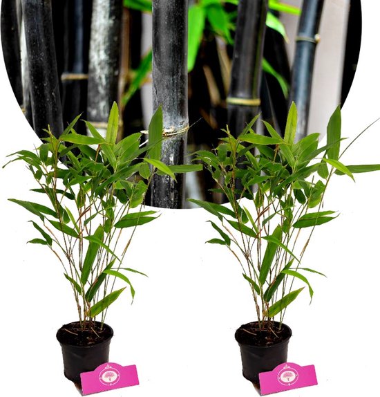 Citroenboom - Citrus limon | Citrus limon - 20/30cm stamomtrek - Hoogte incl. pot 200cm