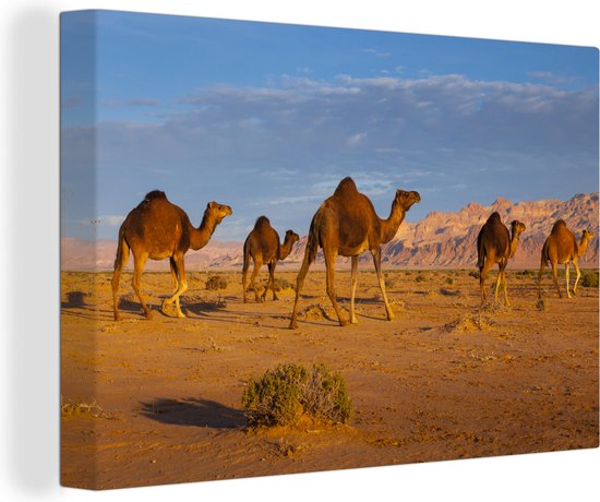 Canvas schilderij 180x120 cm - Wanddecoratie Dromedaris kamelen in Afrikaanse woestijn - Muurdecoratie woonkamer - Slaapkamer decoratie - Kamer accessoires - Schilderijen