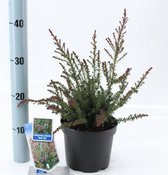 Podocarpus lawrencei 'Red Tip' C2 20-25 cm