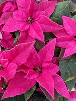 3 stuks Kerststerren Princettia® mix kleuren roze-wit-donkerroze